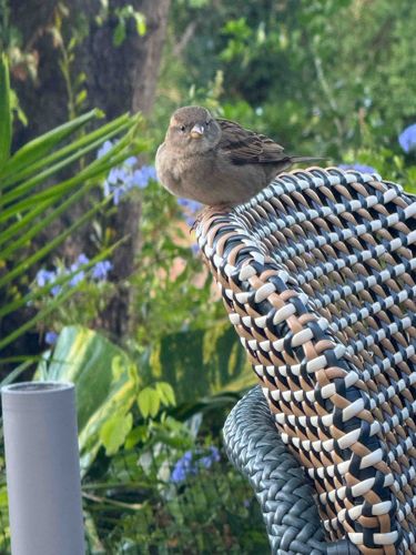 House Sparrow (Female)