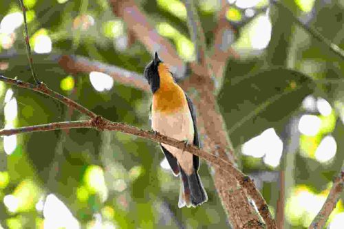 Tickell's Blue Flycatcher
