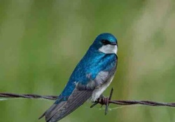 Tree Swallow