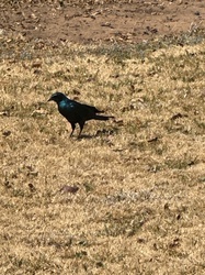 Cape Glossy Starling