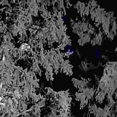 Lesser Spotted Woodpecker