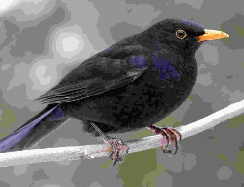 Common Blackbird
