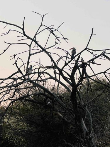 Von der Decken's Hornbill