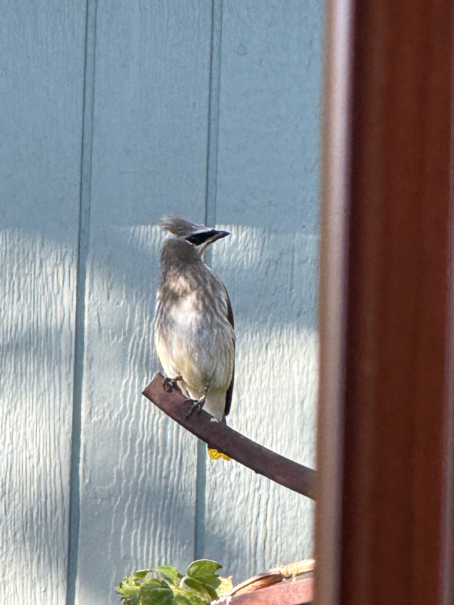 Cedar Waxwing