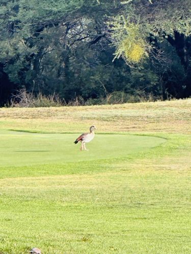 Egyptian Goose (Alopochen aegyptiaca)