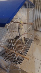 Cockatiel