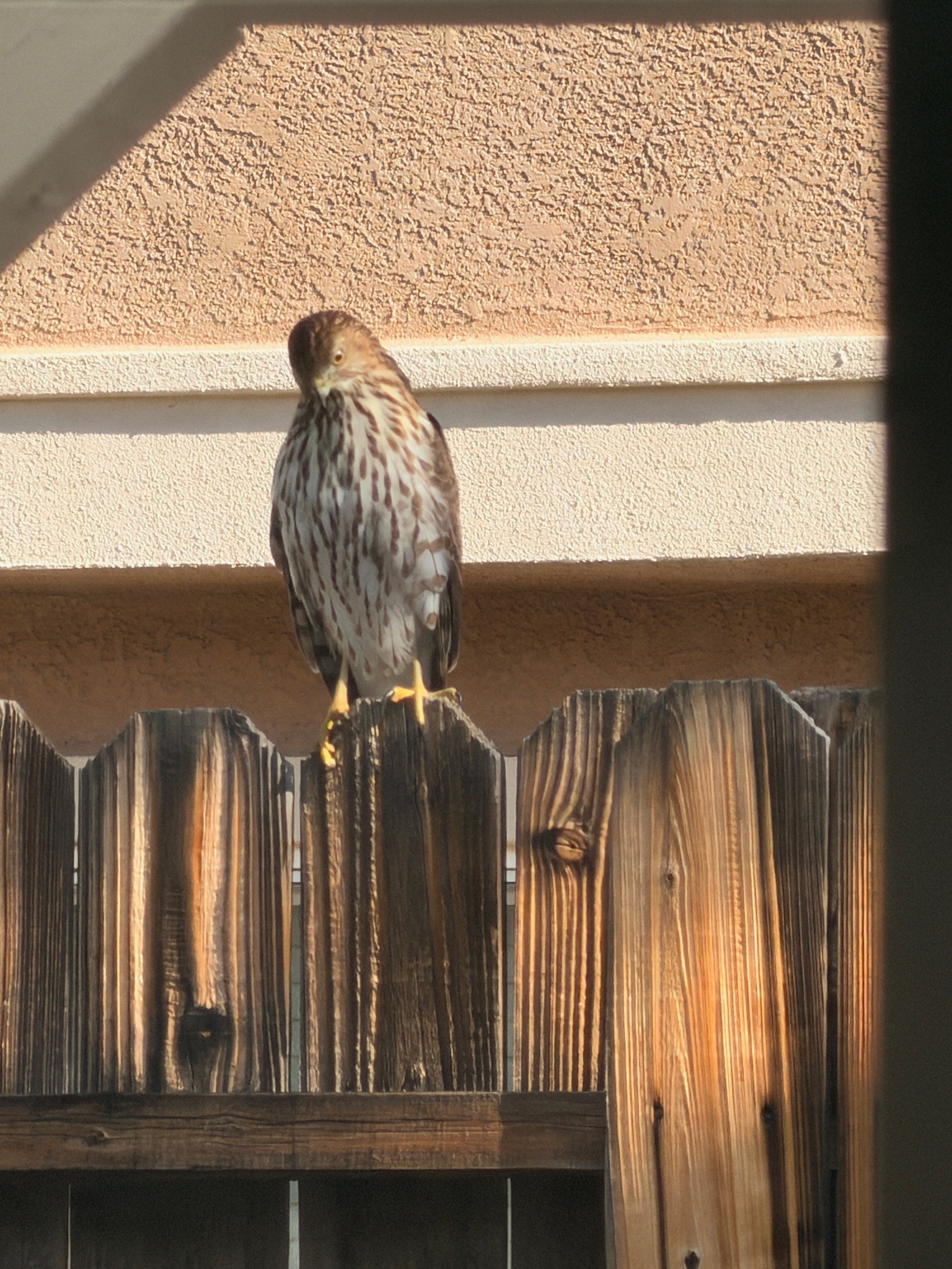 Cooper's Hawk
