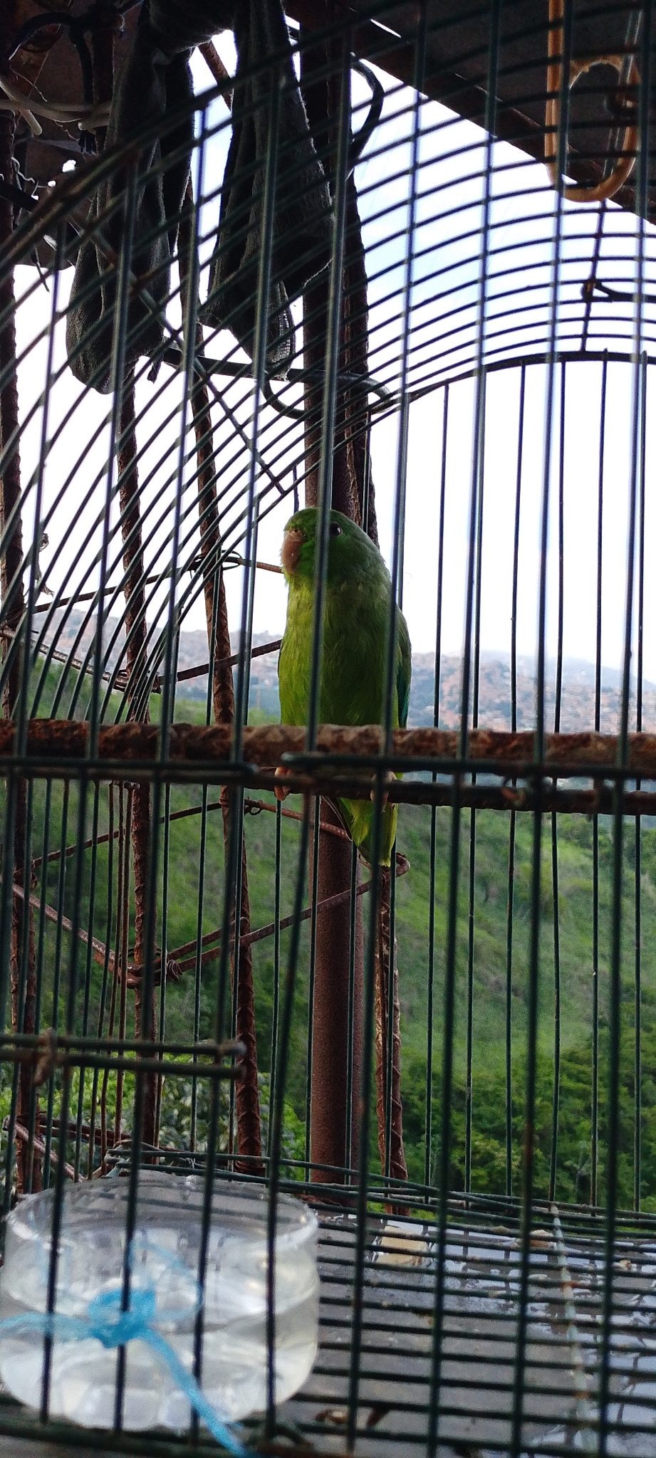 Plain Parakeet