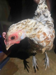 Chicken (Domestic Fowl)