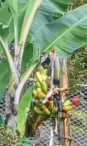 Red-whiskered Bulbul