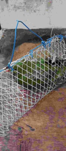 Rose-ringed Parakeet (Green Morphs)