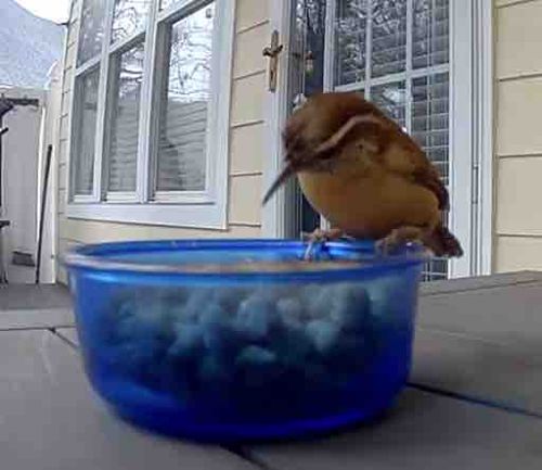 Carolina Wren