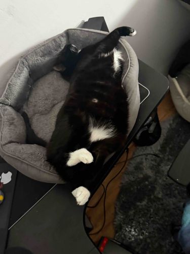 Domestic Tuxedo Cat (Felis catus)