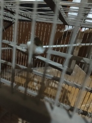 Domestic Canary