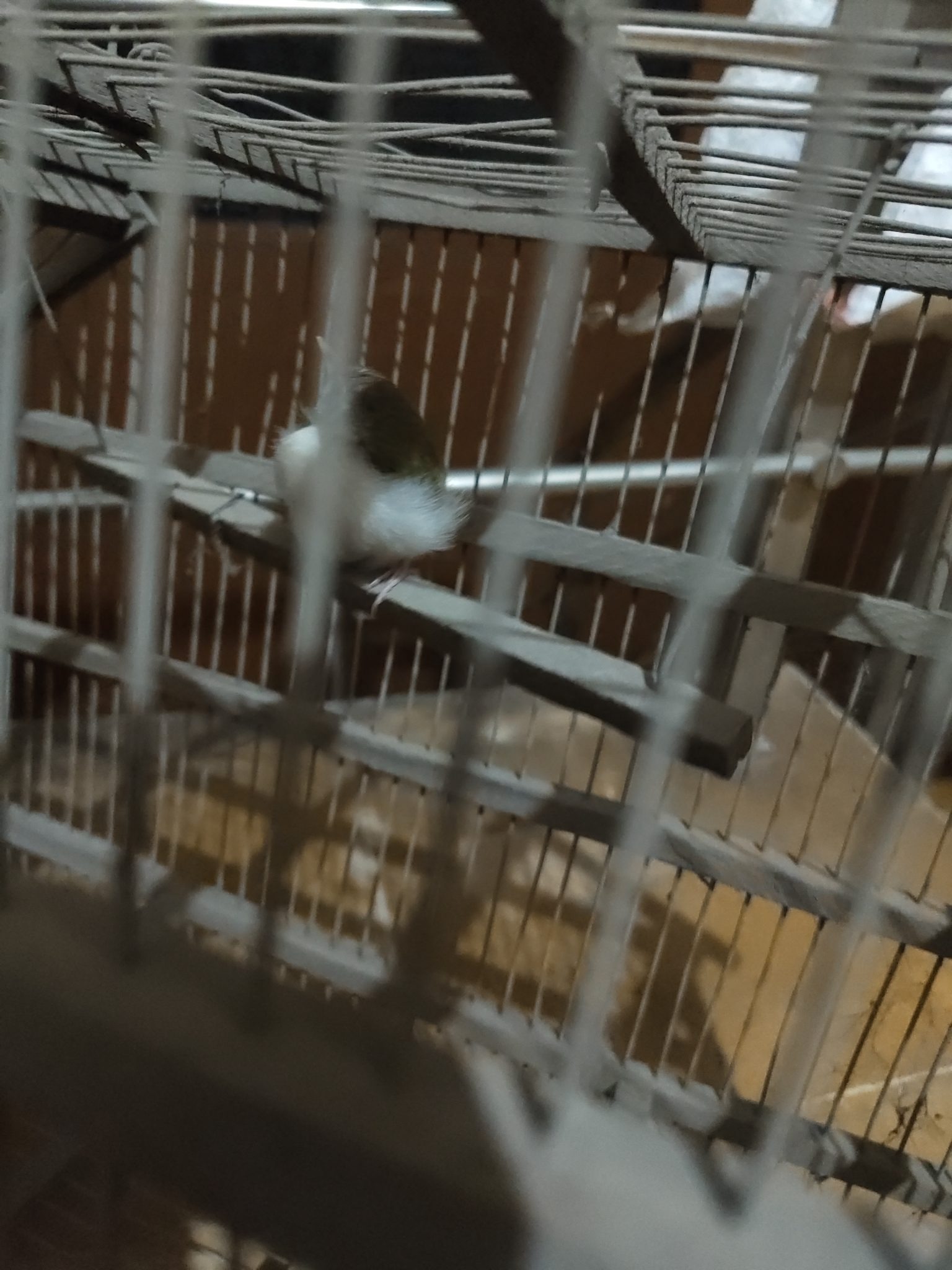 Domestic Canary