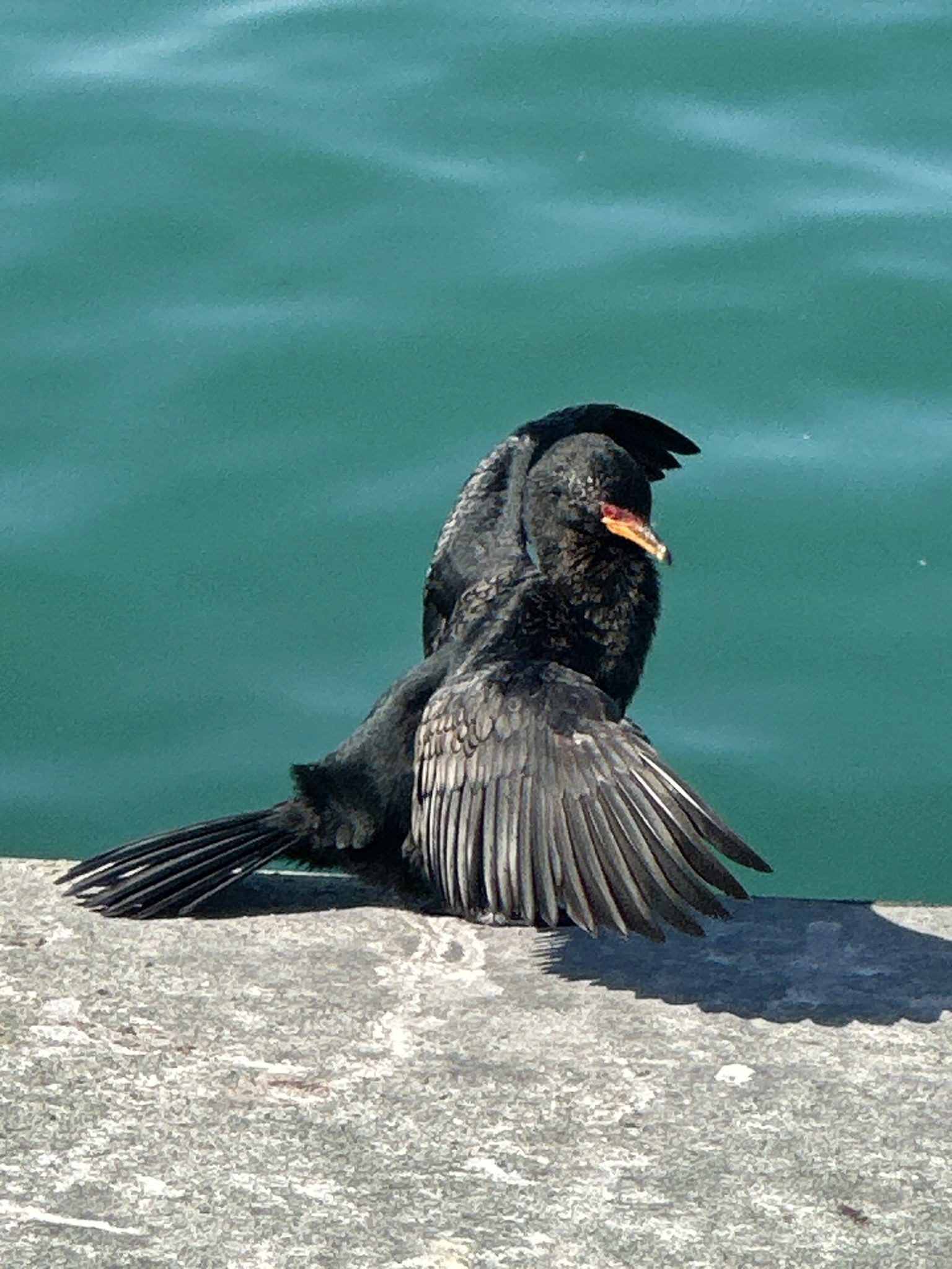 Double-crested Cormorant