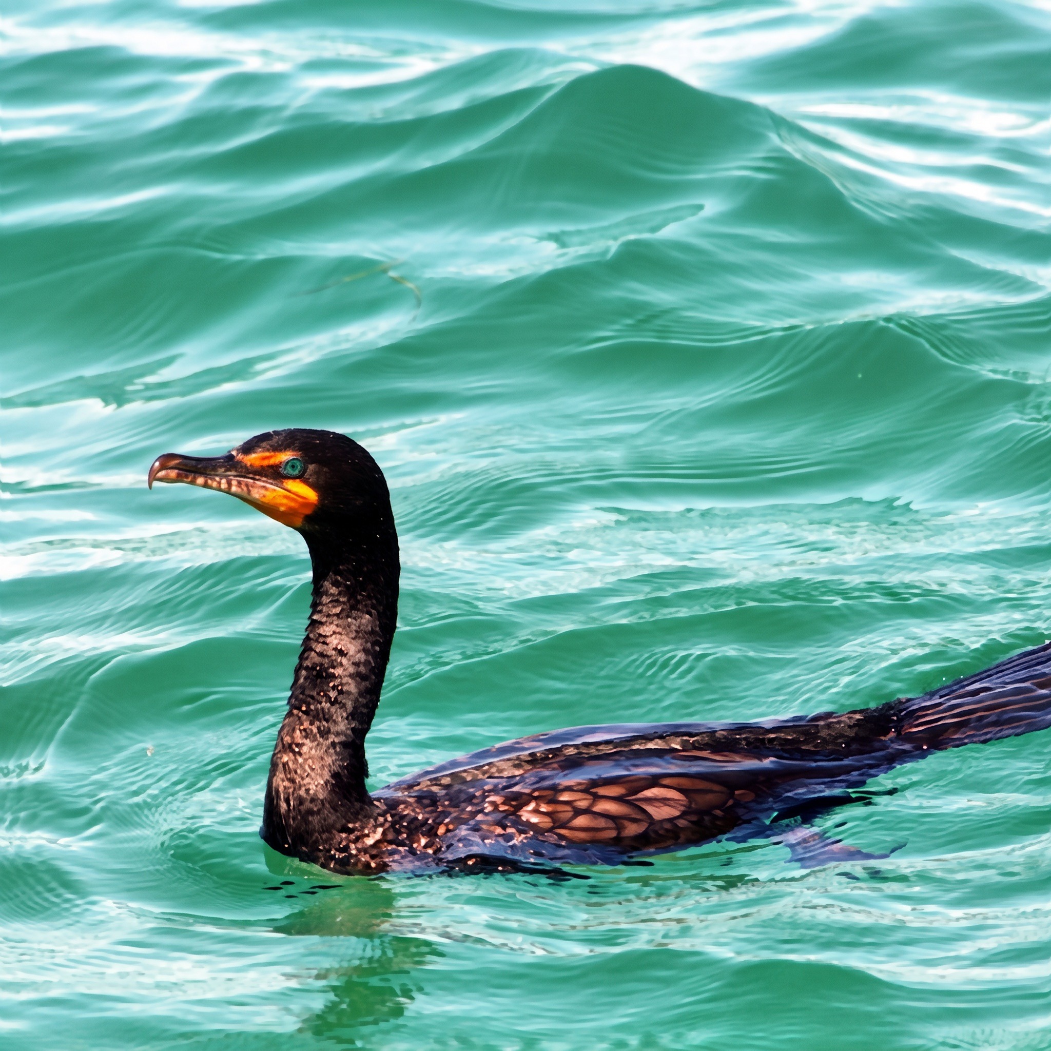Double-crested Cormorant