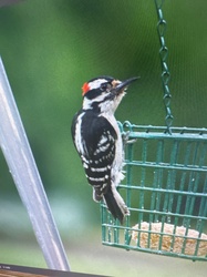 Downy Woodpecker