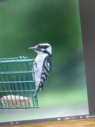 Downy Woodpecker