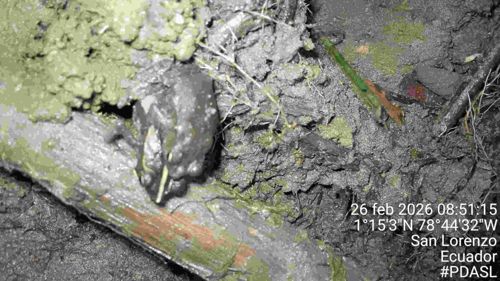 Antpitta (Likely Scaled or Plain-backed type)