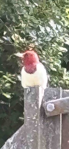 Red-headed Woodpecker
