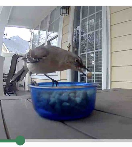 Northern Mockingbird