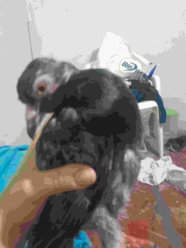 Rock Pigeon (Feral Pigeon)