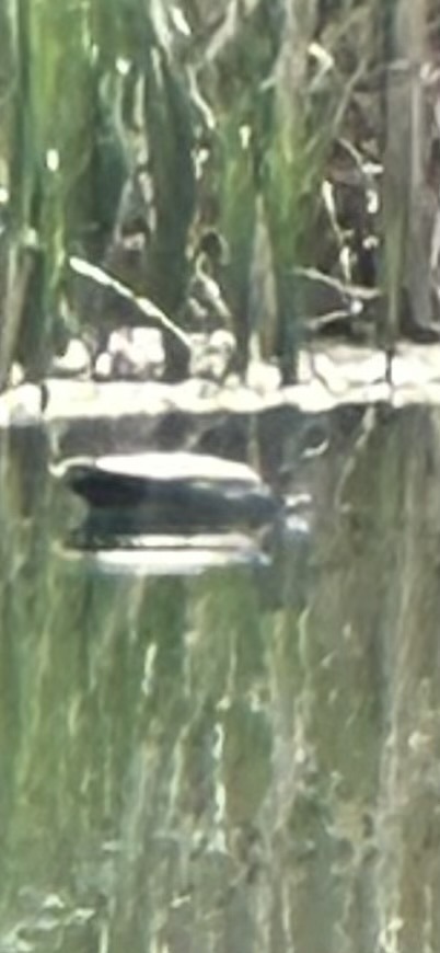 African Penguin
