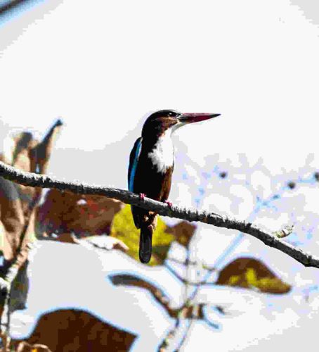 White-throated Kingfisher
