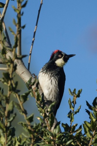 Acorn Woodpecker