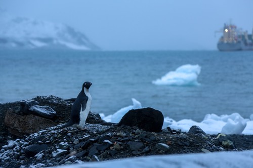 Adelie Penguin