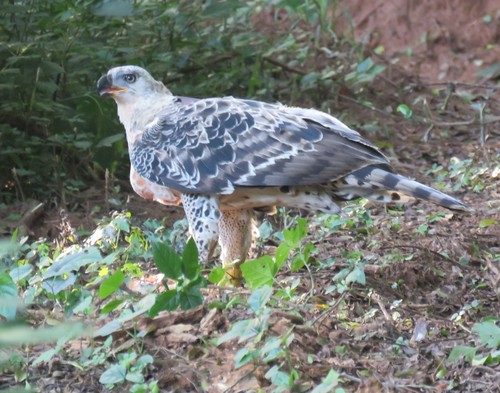 African Crowned Eagle