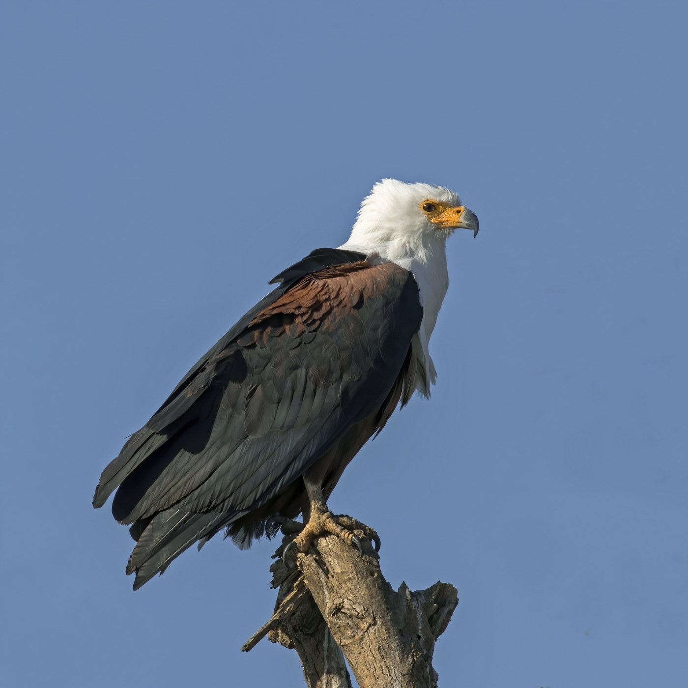 African Fish Eagle (Haliaeetus vocifer)