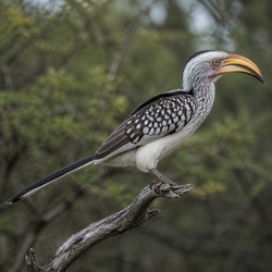 African Grey Hornbill Identification Guide