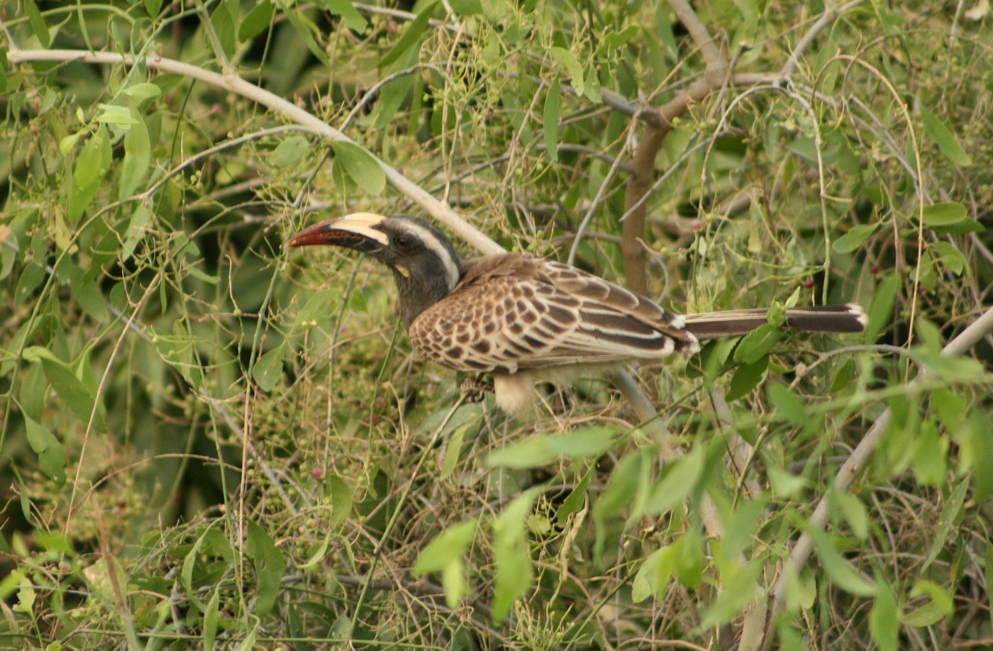 African Grey Hornbill Identification Guide