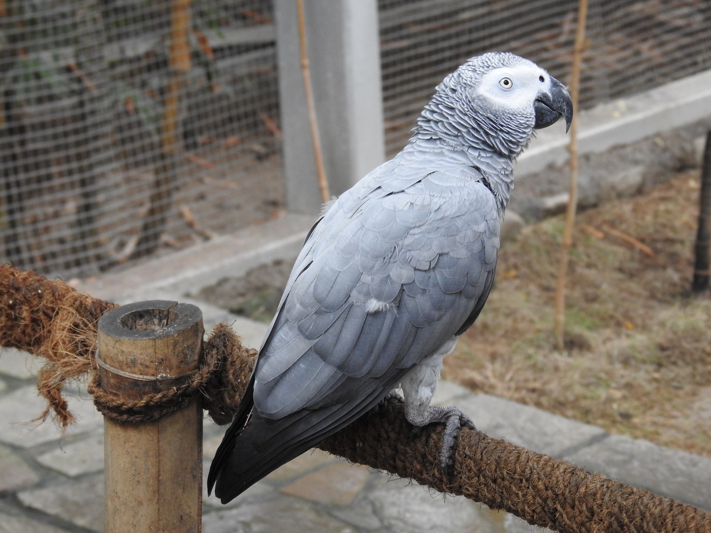 African Grey Parrot Identification Guide