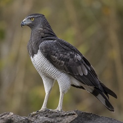 African Harrier-Hawk Identification Guide