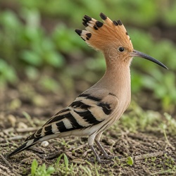 African Hoopoe Identification Guide