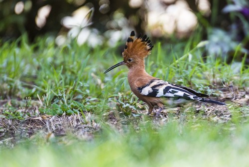 African Hoopoe