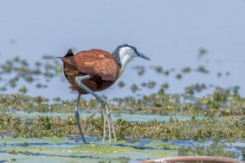 African Jacana