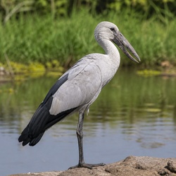 African Openbill Identification Guide