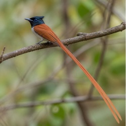 African Paradise Flycatcher Identification Guide