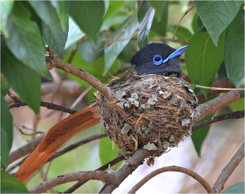 African Paradise Flycatcher Identification Guide