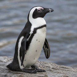 African Penguin Identification Guide