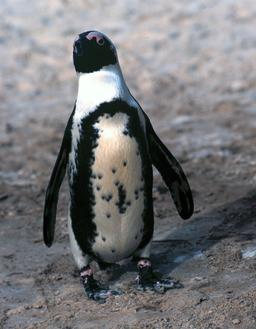 African Penguin (Spheniscus demersus)