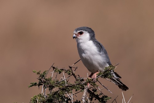 African Pygmy Falcon
