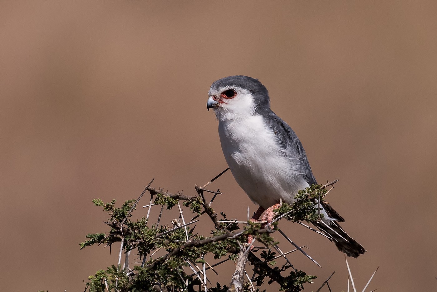 African Pygmy Falcon (Polihierax semitorquatus)
