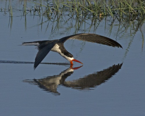 African Skimmer