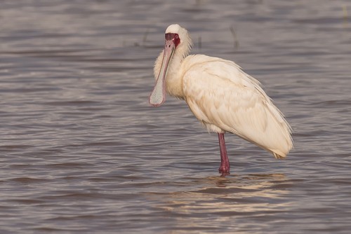 African Spoonbill