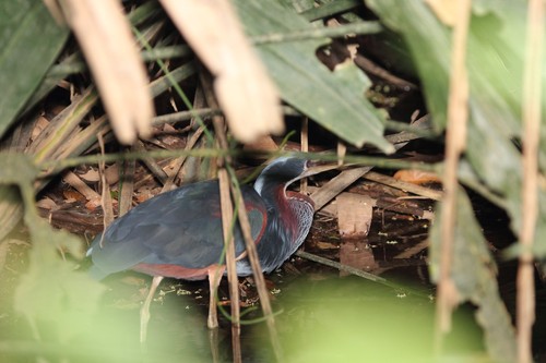 Agami Heron